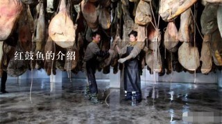 红鼓鱼的介绍 红鼓鱼的介绍