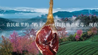 农民眼里的“药王”,可以抗癌治蛇毒,现在能卖1200 农民眼里的“药王”,可以抗癌治蛇毒,现在能卖1200