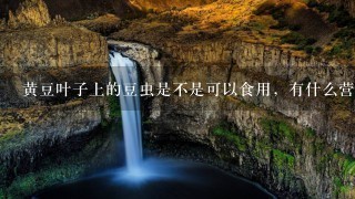 黄豆叶子上的豆虫是不是可以食用,有什么营养价值和 黄豆叶子上的豆虫是不是可以食用,有什么营养价值和