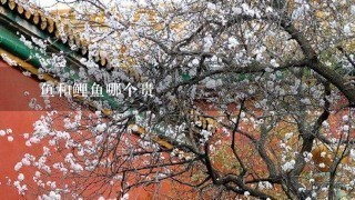 鮰鱼和鲤鱼哪个贵 鮰鱼和鲤鱼哪个贵
