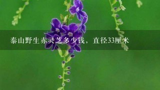 泰山野生赤灵芝多少钱，直径33厘米