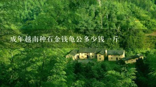 成年越南种石金钱龟公多少钱1斤 成年越南种石金钱龟公多少钱1斤