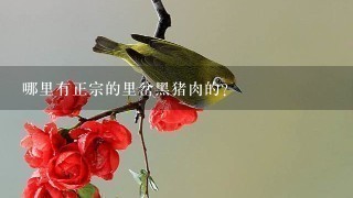 哪里有正宗的里岔黑猪肉的? 哪里有正宗的里岔黑猪肉的?