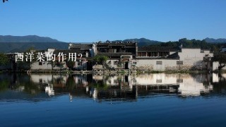 西洋菜的作用? 西洋菜的作用?