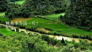 鱿鱼多少钱1斤? 鱿鱼多少钱1斤?