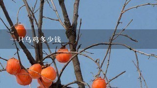 1只乌鸡多少钱 1只乌鸡多少钱