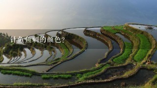 针鱼鱼刺的颜色? 针鱼鱼刺的颜色?