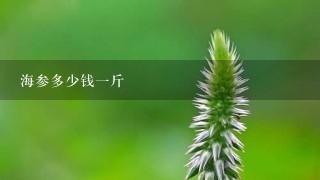 海参多少钱1斤 海参多少钱1斤