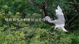 喂画眉鸟公蚂蚱好还是母的好 喂画眉鸟公蚂蚱好还是母的好
