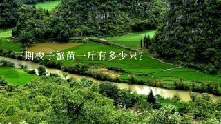 3期梭子蟹苗1斤有多少只? 3期梭子蟹苗1斤有多少只?