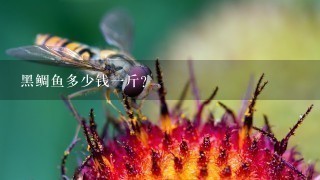 黑鲷鱼多少钱1斤? 黑鲷鱼多少钱1斤?