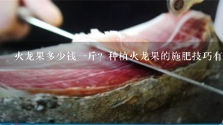 火龙果多少钱1斤?种植火龙果的施肥技巧有哪些? 火龙果多少钱1斤?种植火龙果的施肥技巧有哪些?