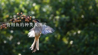 食用鱼的种类及图片 食用鱼的种类及图片
