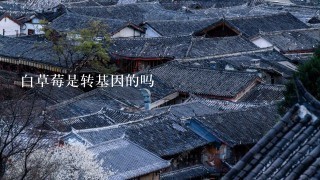 白草莓是转基因的吗 白草莓是转基因的吗