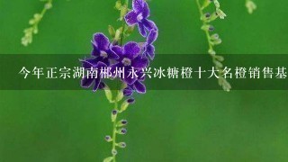 今年正宗湖南郴州永兴冰糖橙十大名橙销售基地批发价 今年正宗湖南郴州永兴冰糖橙十大名橙销售基地批发价
