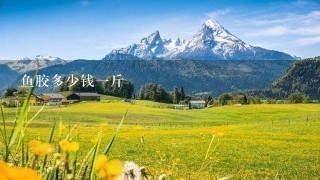 鱼胶多少钱1斤 鱼胶多少钱1斤
