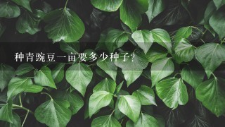 种青豌豆1亩要多少种子? 种青豌豆1亩要多少种子?