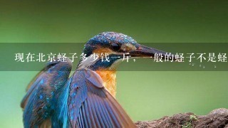 现在北京蛏子多少钱1斤,1般的蛏子不是蛏子王 现在北京蛏子多少钱1斤,1般的蛏子不是蛏子王