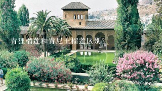 青狸榴莲和青尼王榴莲区别? 青狸榴莲和青尼王榴莲区别?