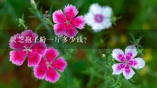 灵芝孢子粉1斤多少钱? 灵芝孢子粉1斤多少钱?
