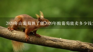 2020年山葡萄熟了能2020年酸葡萄能卖多少钱?1市斤 2020年山葡萄熟了能2020年酸葡萄能卖多少钱?1市斤