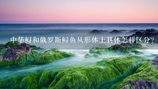 中华鲟和俄罗斯鲟鱼从形体上具体怎样区分? 中华鲟和俄罗斯鲟鱼从形体上具体怎样区分?