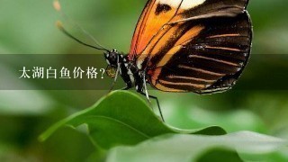 太湖白鱼价格? 太湖白鱼价格?