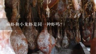 麻虾和小龙虾是同1种虾吗? 麻虾和小龙虾是同1种虾吗?