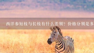 西洋参短枝与长枝有什么差别？价格分别是多少？