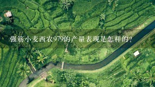 强筋小麦西农979的产量表现是怎样的? 强筋小麦西农979的产量表现是怎样的?