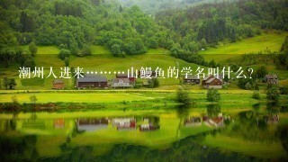 潮州人进来………山鳗鱼的学名叫什么? 潮州人进来………山鳗鱼的学名叫什么?