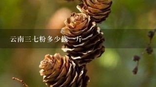 云南37粉多少钱1斤 云南37粉多少钱1斤