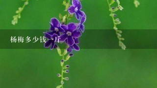 杨梅多少钱1斤 杨梅多少钱1斤