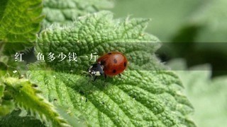 红鮰鱼多少钱1斤 红鮰鱼多少钱1斤