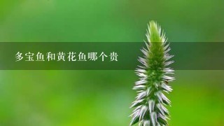 多宝鱼和黄花鱼哪个贵 多宝鱼和黄花鱼哪个贵