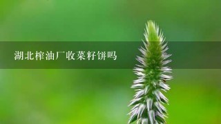 湖北榨油厂收菜籽饼吗 湖北榨油厂收菜籽饼吗
