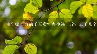 南宁哪里有鸽子蛋卖?多少钱1斤?去了几个市场都没找到 南宁哪里有鸽子蛋卖?多少钱1斤?去了几个市场都没找到