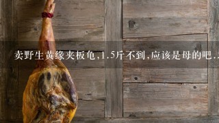 卖野生黄缘夹板龟,1.5斤不到,应该是母的吧.求价格 卖野生黄缘夹板龟,1.5斤不到,应该是母的吧.求价格