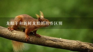 龙眼干和新鲜龙眼的营养区别 龙眼干和新鲜龙眼的营养区别