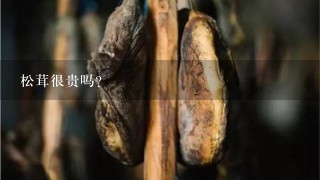 松茸很贵吗? 松茸很贵吗?