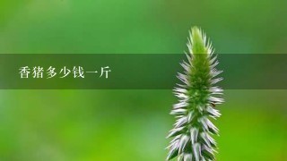 香猪多少钱1斤 香猪多少钱1斤