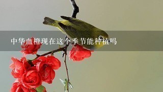 中华血橙现在这个季节能种植吗 中华血橙现在这个季节能种植吗