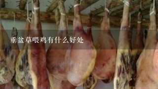 垂盆草喂鸡有什么好处 垂盆草喂鸡有什么好处