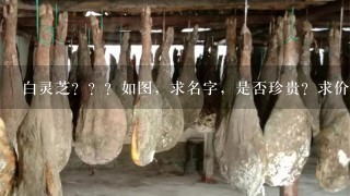 白灵芝???如图,求名字,是否珍贵?求价格~ 白灵芝???如图,求名字,是否珍贵?求价格~