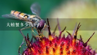 大螃蟹多少钱1斤 大螃蟹多少钱1斤