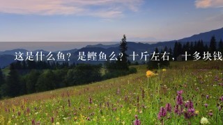 这是什么鱼?是鲣鱼么?十斤左右,十多块钱1斤! 这是什么鱼?是鲣鱼么?十斤左右,十多块钱1斤!