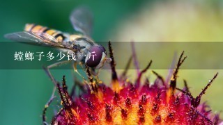 螳螂子多少钱1斤 螳螂子多少钱1斤