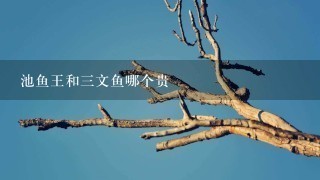 池鱼王和3文鱼哪个贵 池鱼王和3文鱼哪个贵