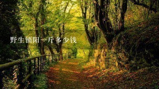 野生锁阳1斤多少钱 野生锁阳1斤多少钱