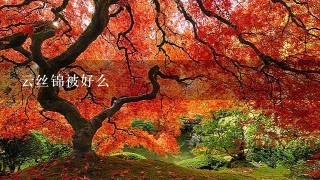 云丝锦被好么 云丝锦被好么